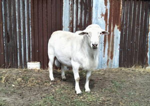 Australian White Ram