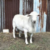 Australian White Ram