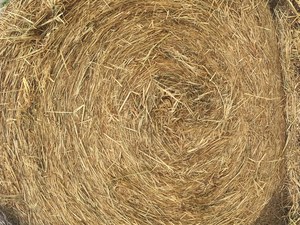 300 Oaten Hay - Round Bales 5'x4' 
