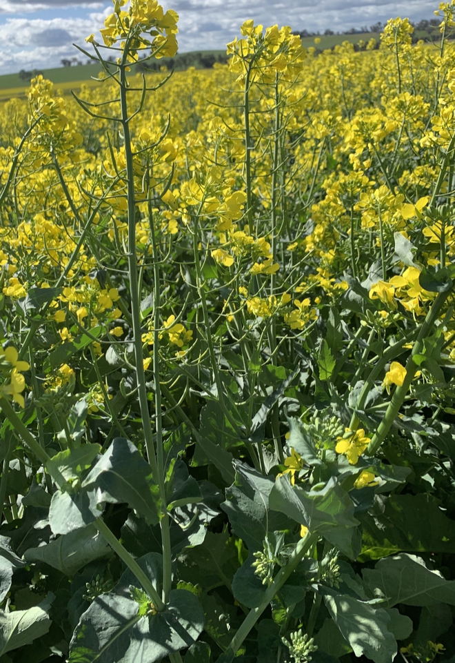 Freshly Baled Canola Hay