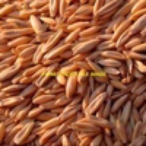 100/mt of M1 Matika Oats for sale 