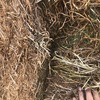 500 x Bales of Vetch Hay 8x4x3 600 Kg's