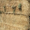 Wheaten/Vetch Hay 8x4x3