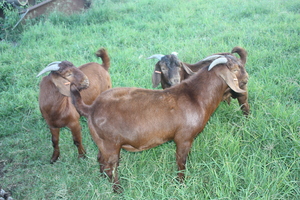 Kalahari Red Goats Herd Dispersal 