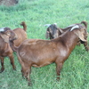 Kalahari Red Goats Herd Dispersal 