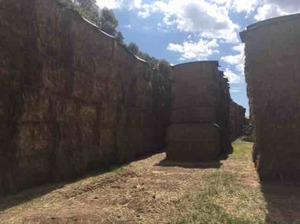 260mt Wheaten Hay 520kg 8x4x3 Bales