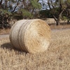 100 x Wheaten Straw 5x4 Rolls (Straw Walker Header Trails)