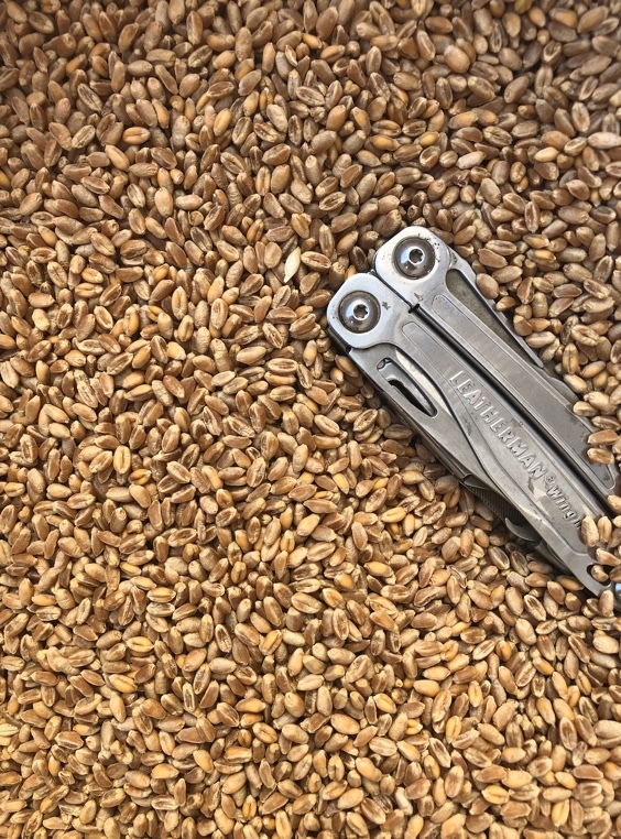 Wheat - Irrigated Red Wheat