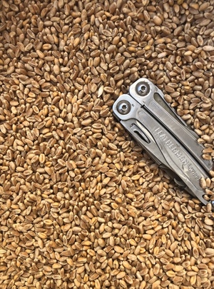 Wheat - Irrigated Red Wheat