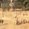 ELM Southdowns quality flock rams for sale