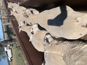 170 Composite Ewes Joined to Poll Dorset Ram