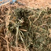Lucerne Hay