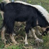 Boer cross goats