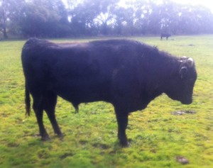 Wagyu Full Blood (Stud) Bulls for sale