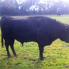 Wagyu Full Blood (Stud) Bulls for sale