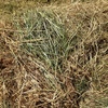 Pasture rolls