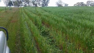 Standing Crop of Oats For Sale