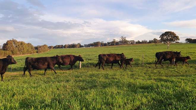 Angus cows and calves