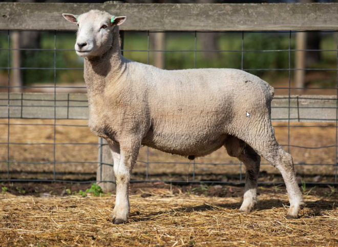 Under Auction - Lot 11 Highlander Ram 190937 (DLE Ram Auction A100 - 10th Sept via Auctionsplus) 