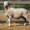 Under Auction - Lot 11 Highlander Ram 190937 (DLE Ram Auction A100 - 10th Sept via Auctionsplus) 