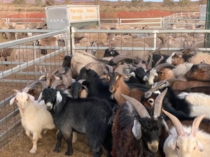 WANTED Goats