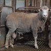 Merino Rams