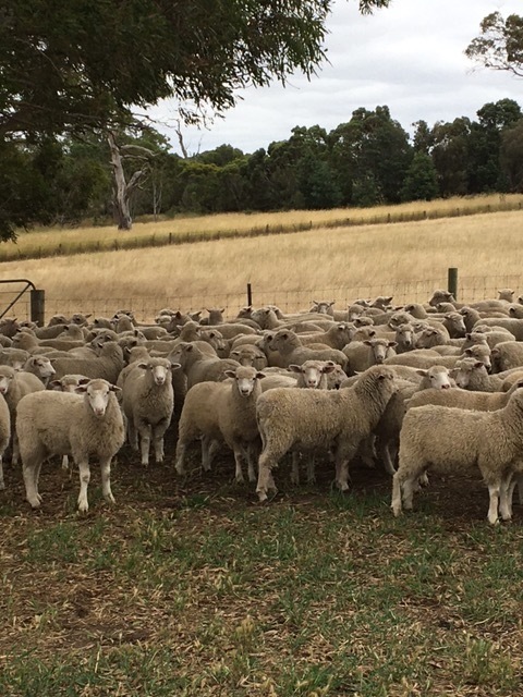 160 mixed sex second cross lambs