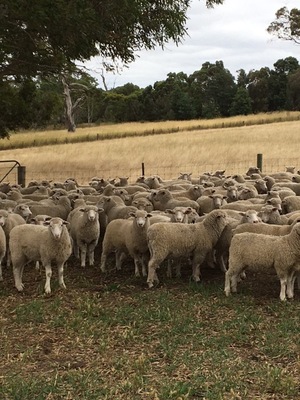160 mixed sex second cross lambs