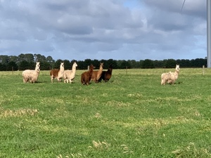 17 Alpacas for sale