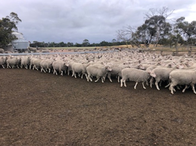 EOI - Approx 380 Black Tag & 260 Blue Tag MPM Merino Breeding Ewes