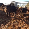 PIGLETS FOR SALE