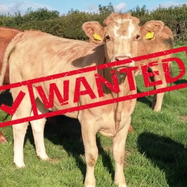 Beef Cattle wanted