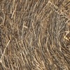Pasture Hay 