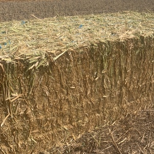 Canola hay