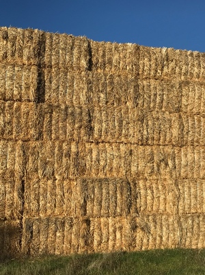 160mt Wheaten Straw 400-420kg 8x4x3 Bales + Freight