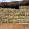 Barley and Lucerne Hay