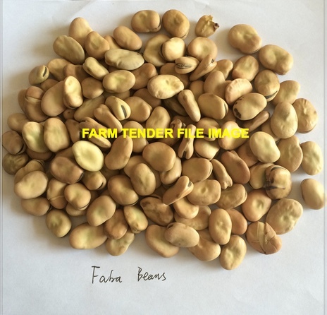 Irrigated Faba Beans