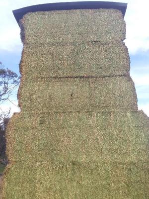 160mt Vetch Hay 650kg 8x4x3 Bales