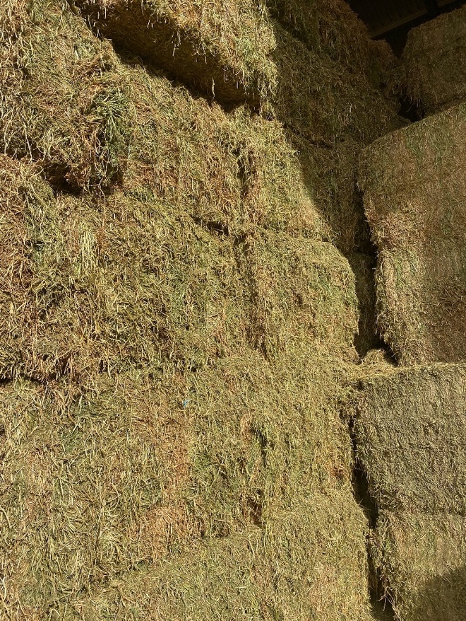 120mt New Season Vetch Hay 8x4x3 Bales (Top Quality)