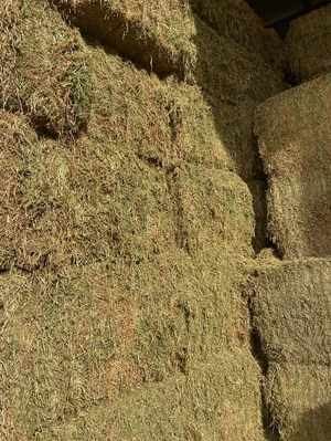 120mt New Season Vetch Hay 8x4x3 Bales (Top Quality)
