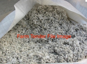 500mt Cotton Seed