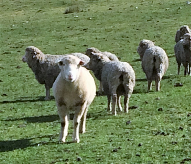 MERINO EWES in LAMB X 23 MERINO FINE WOOL SHEEP