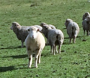 MERINO EWES in LAMB X 23 MERINO FINE WOOL SHEEP