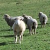 MERINO EWES in LAMB X 23 MERINO FINE WOOL SHEEP