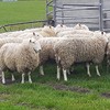 Border Leicester rams