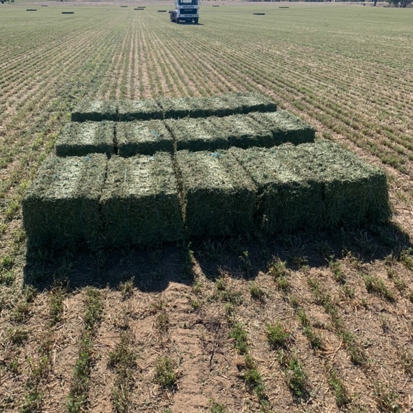 Second Cut Lucerne 