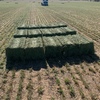 Second Cut Lucerne 