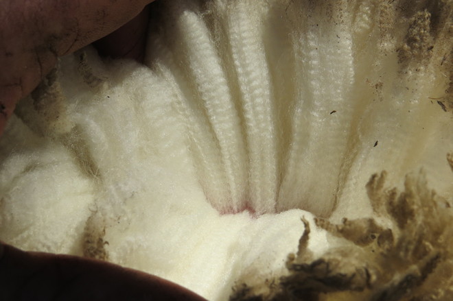 AI Merino Rams Rockbank / Yarrawonga blood