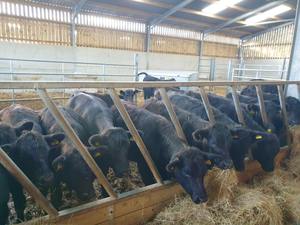 18 Aberdeen Angus Store Heifers, Steers