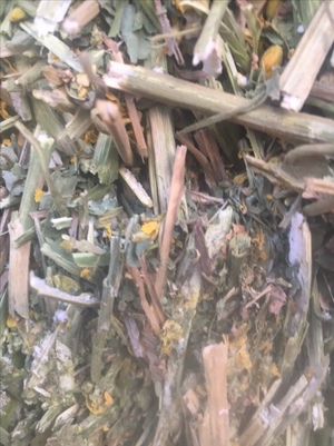 New Season Canola Hay for sale in 8x4x3’s - See Test